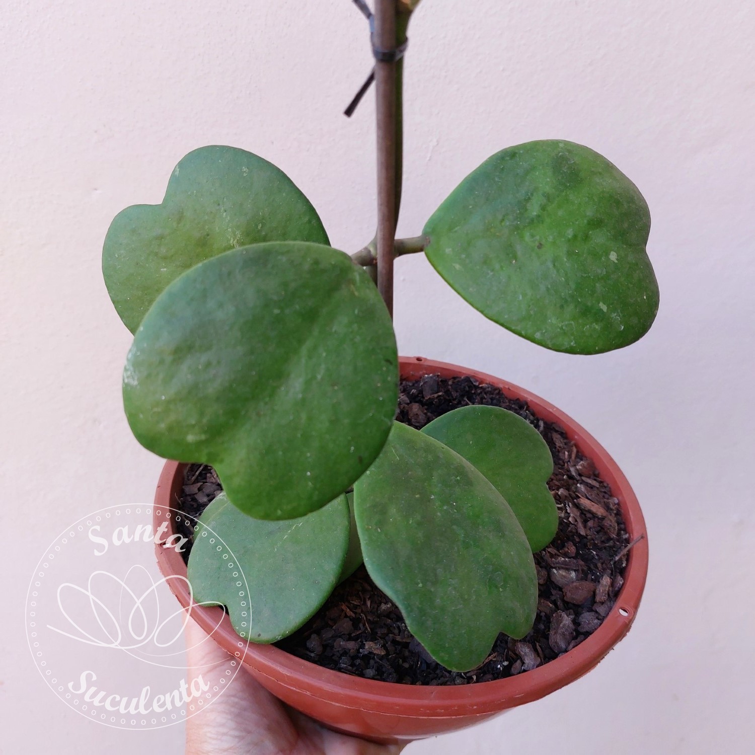 HOYA KERRII FLOR DE CERA CORA O CUIA 17 Cm Santa Suculenta hoya-kerrii-flor-de-cera-cora-o-cuia-17-cm-santa-suculenta
