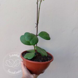 HOYA KERRII – FLOR DE CERA CORAÇÃO – CUIA 17 cm