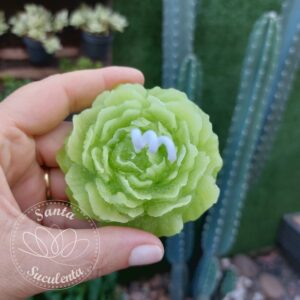 VELA DECORATIVA AROMÁTICA MODELO SUCULENTA VERDE CLARA  8cm