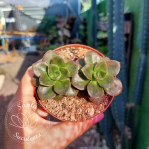 ECHEVERIA MELACO (DUPLA) – PT 09 cm
