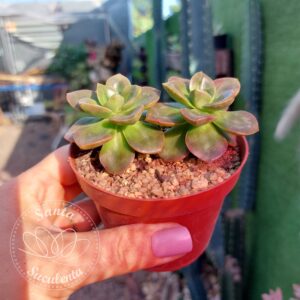 ECHEVERIA MELACO (DUPLA) – PT 09 cm
