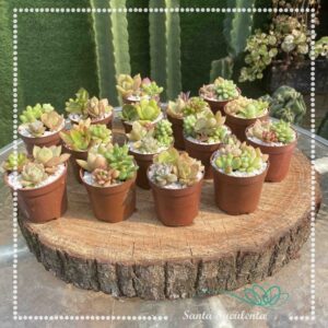 BANDEIJA COM 15 LEMBRANCINHAS SEM PERSONALIZAÇÃO (R$ 3,00 cada)