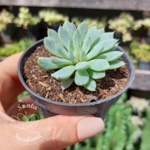 ECHEVERIA WHITE LINE – PT 09 cm