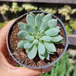ECHEVERIA WHITE LINE – PT 09 cm