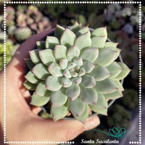ECHEVERIA WOW FACTOR – PT 11 cm