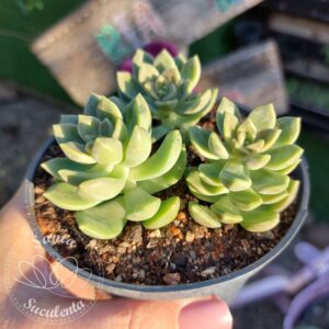 CREMNSEDUM PEN AR RU (TRIO) – PT 11 cm