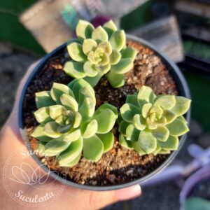 CREMNSEDUM PEN AR RU (TRIO) – PT 11 cm