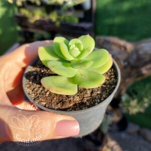ECHEVERIA BIG GREEN ARGENTINA – PT 09 cm