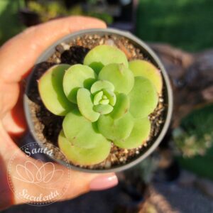 ECHEVERIA BIG GREEN ARGENTINA – PT 09 cm