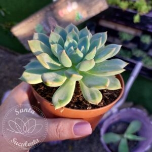 ECHEVERIA  CUBANITA – PT 11 cm