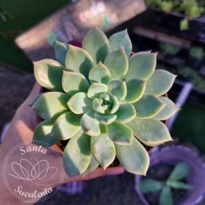 ECHEVERIA  CUBANITA – PT 11 cm