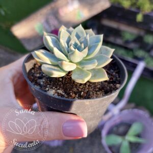 ECHEVERIA CUBANITA – PT 09 cm