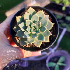 ECHEVERIA CUBANITA – PT 09 cm