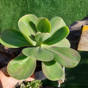 ECHEVERIA GIBBIFLORA (GRANDE) – PT 15 cm