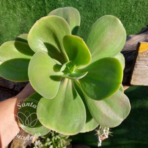 ECHEVERIA GIBBIFLORA (GRANDE) – PT 15 cm