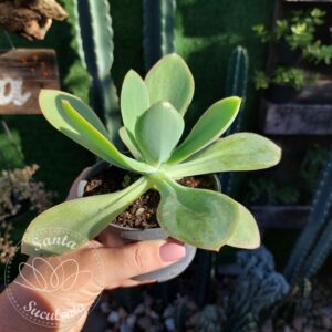 ECHEVERIA GIBBIFLORA VERDE –  PT 11 cm