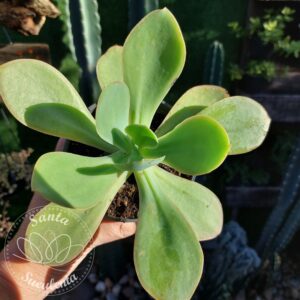 ECHEVERIA GIBBIFLORA VERDE –  PT 11 cm