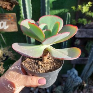 ECHEVERIA GIBBIFLORA WAVY PEARL – 11 cm