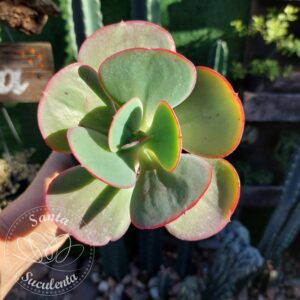 ECHEVERIA GIBBIFLORA WAVY PEARL – 11 cm