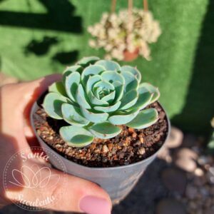 ECHEVERIA GLAUCA VERDADEIRA – PT 09 cm