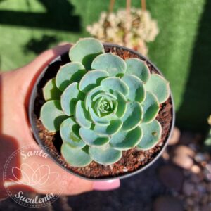 ECHEVERIA GLAUCA VERDADEIRA – PT 09 cm
