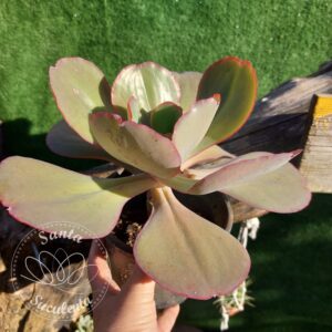 ECHEVERIA HIBRIDA ROSE (GRANDE) – PT 15 cm