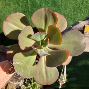 ECHEVERIA HIBRIDA ROSE (GRANDE) – PT 15 cm