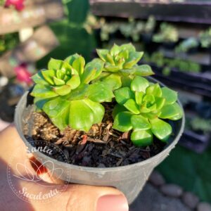 ECHEVERIA LETIZIA (TRIO) – PT 11 cm