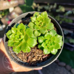 ECHEVERIA LETIZIA (TRIO) – PT 11 cm