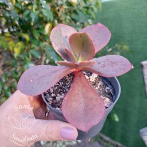 ECHEVERIA MAHOGANY – PT 11 cm