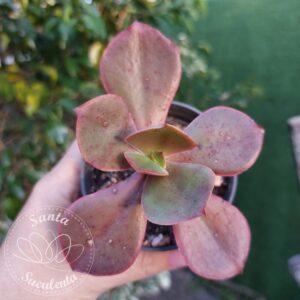 ECHEVERIA MAHOGANY – PT 11 cm