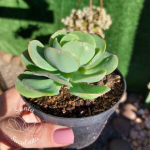 ECHEVERIA MANDALA CITRUS MOMOCA – PT 11 cm