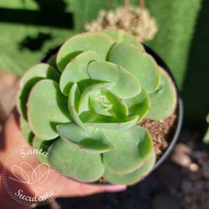 ECHEVERIA MANDALA CITRUS MOMOCA – PT 11 cm