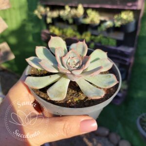 ECHEVERIA ORION – PT 09 cm