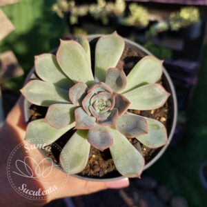 ECHEVERIA ORION – PT 09 cm