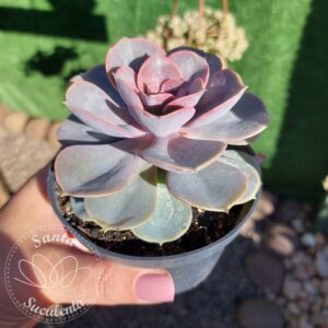 ECHEVERIA PERLE VON NUNDENBERG – PT 11 cm