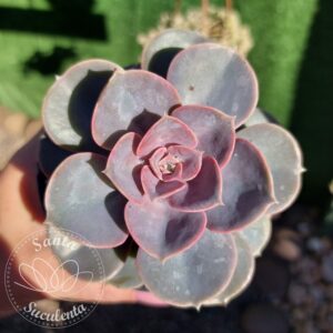 ECHEVERIA PERLE VON NUNDENBERG – PT 11 cm