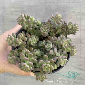 ECHEVERIA QUERÊNCIA – PT 11 cm