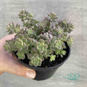 ECHEVERIA QUERÊNCIA – PT 11 cm