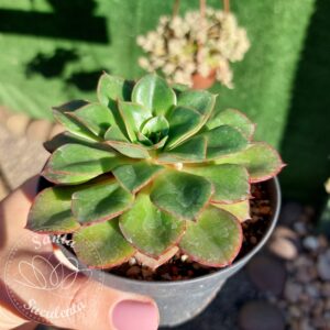 ECHEVERIA SALSA VERDE – PT 11 cm