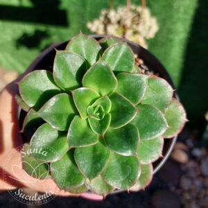ECHEVERIA SALSA VERDE – PT 11 cm