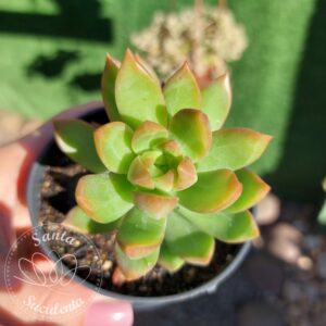 SEDUM ADOLPHI GOLDEN GLOW – PT 09 cm