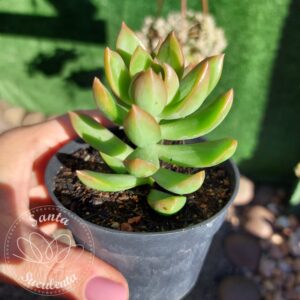 SEDUM ADOLPHI GOLDEN GLOW – PT 09 cm