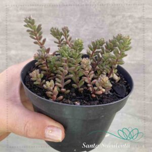 SEDUM VERSADENSE MINOR – PT 11 cm