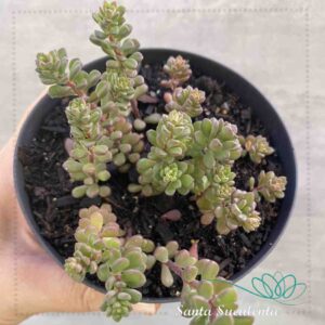 SEDUM VERSADENSE MINOR – PT 11 cm