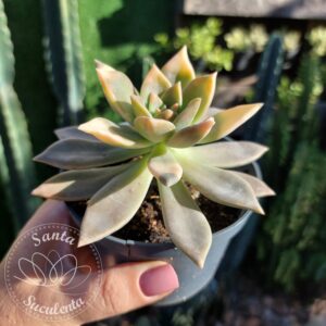 GRAPTOPETALUM PARAGUAYENSE VARIEGATA – PT 11 cm
