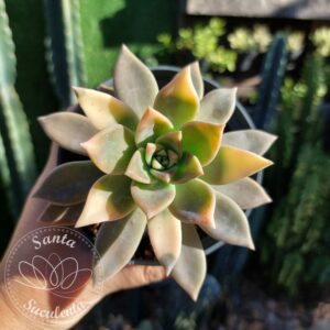 GRAPTOPETALUM PARAGUAYENSE VARIEGATA – PT 11 cm