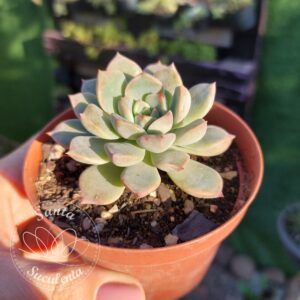 GRAPTOVERIA MARPIN  – PT 09 cm