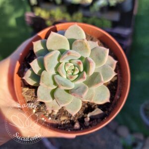GRAPTOVERIA MARPIN  – PT 09 cm
