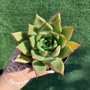 AGAVOIDES HIBRIDA EBONY – PT 11 cm